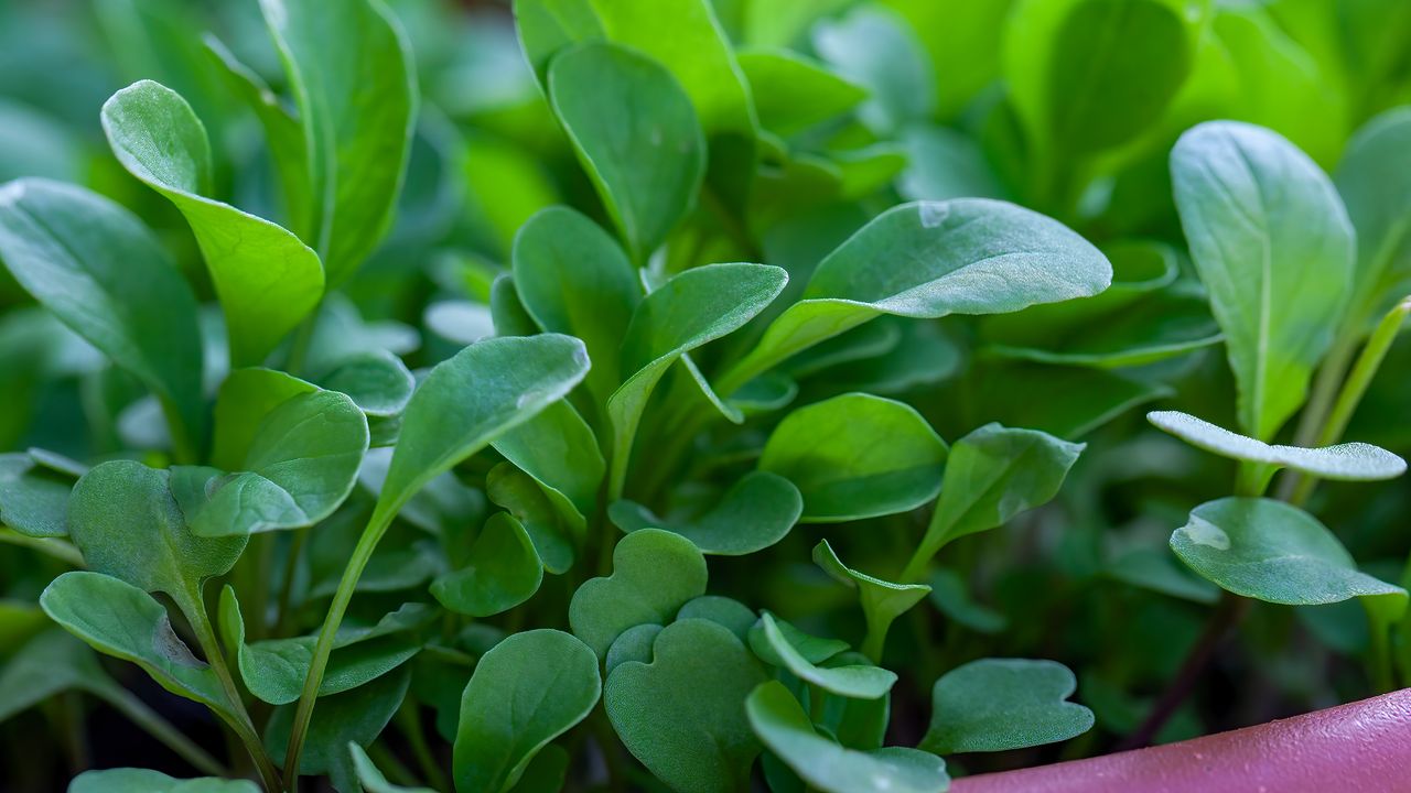 Watercress growing in pot