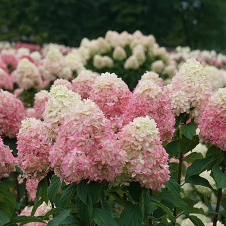 Limelight Prime&amp;reg; Panicle Hydrangea