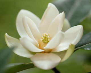 Close up of the flower on a Sweetbay Magnolia, also known as a magnolia Virginiana