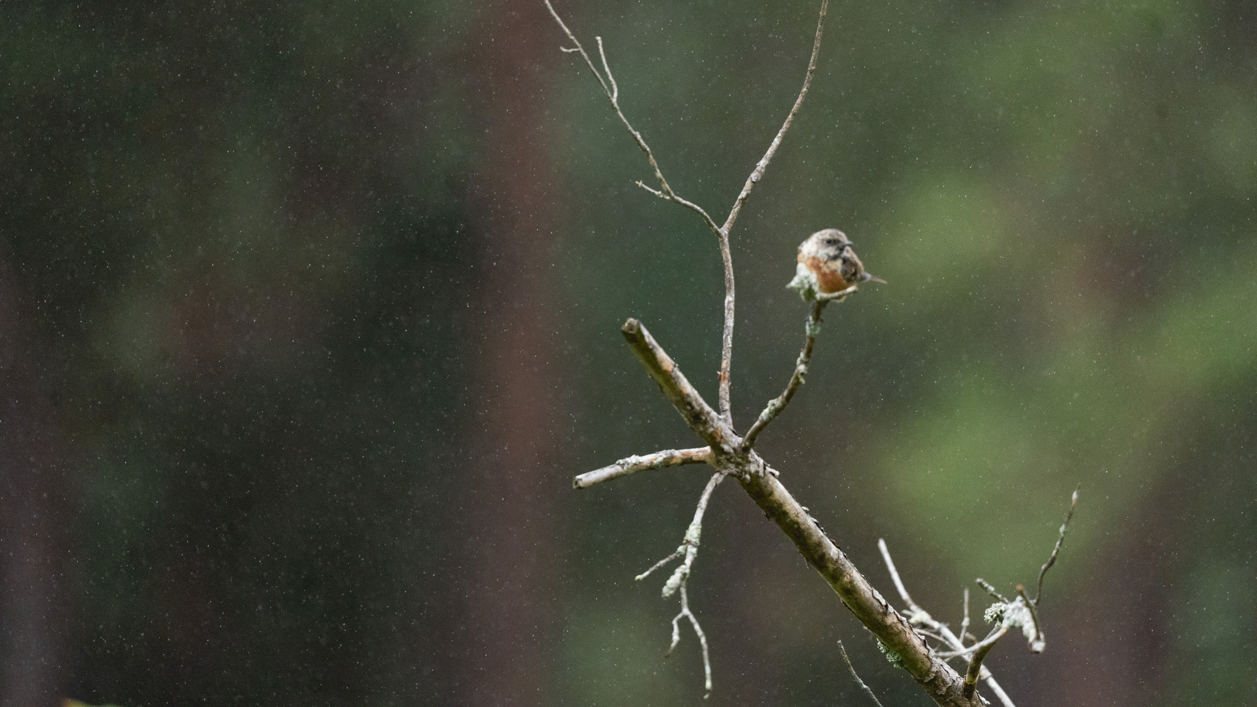 GIF of a small bird taking flight from a branch in a nature reserve