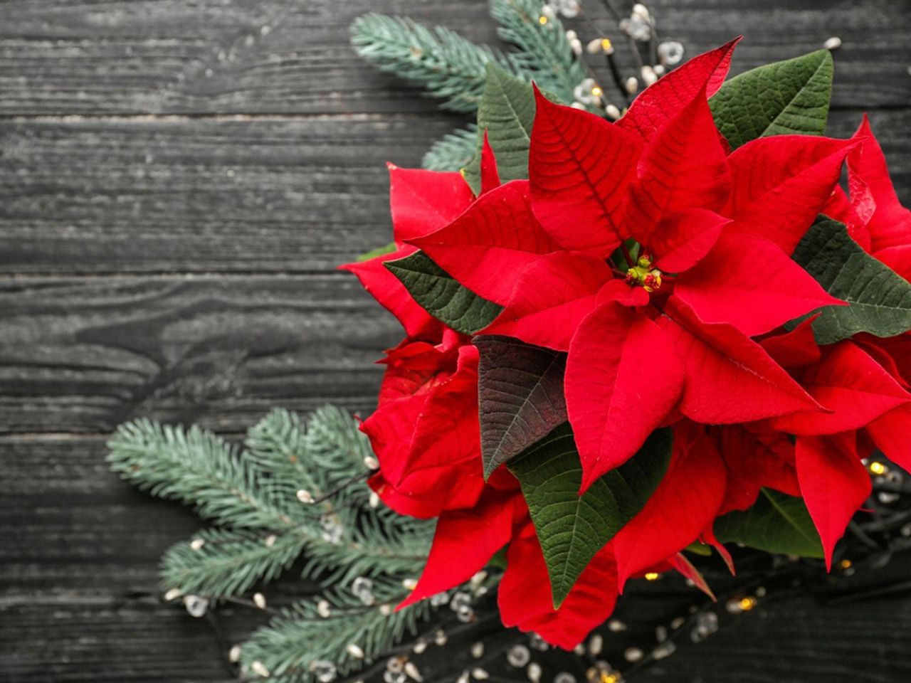 Red Christmas Plant