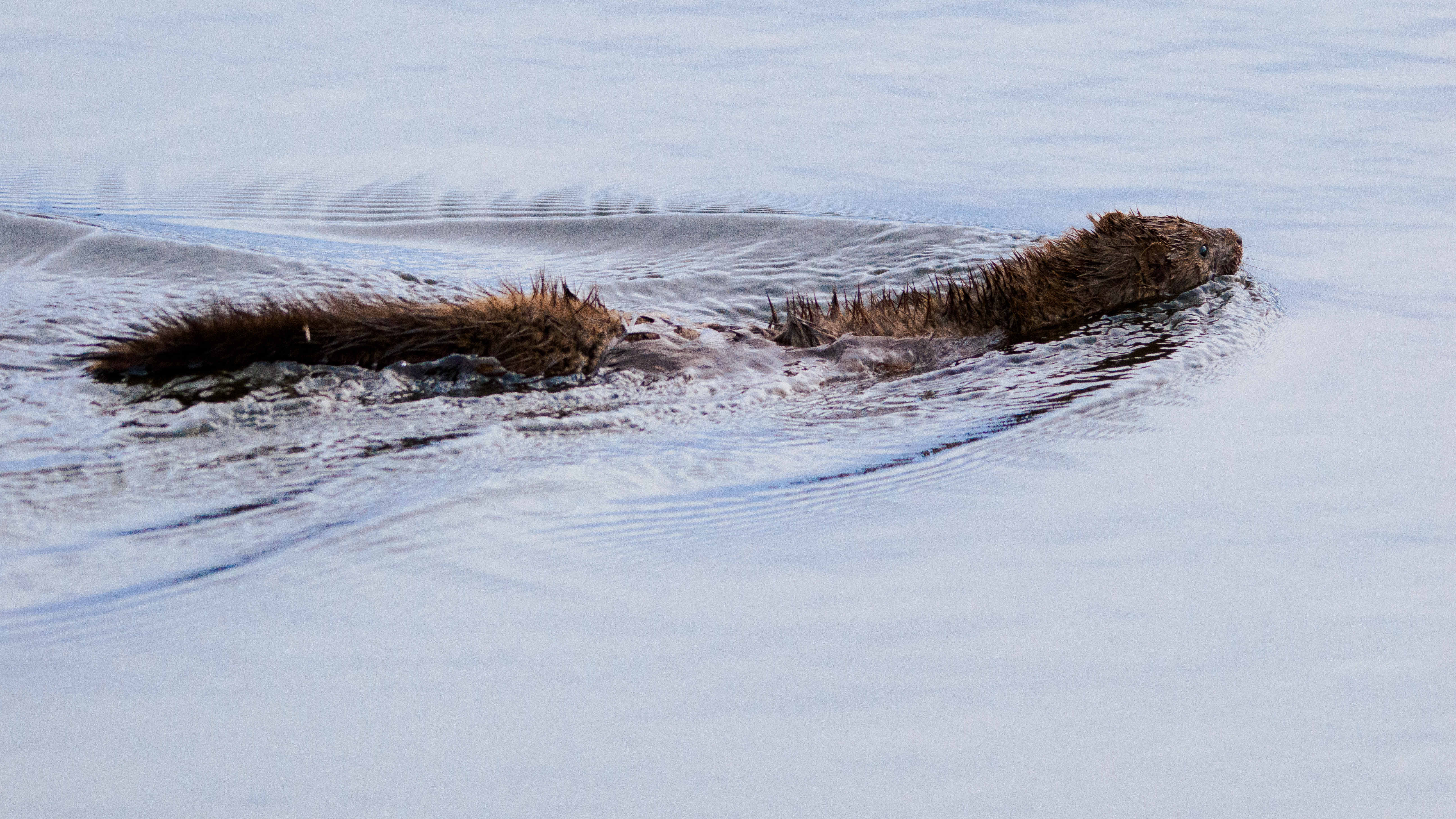 A mink in the water