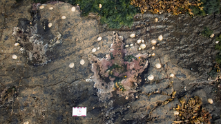 Pair of theropod footprints as seen in 2021.