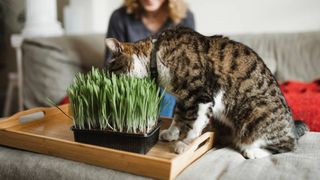 cat sitting on couch sniffing tray containing cat grass