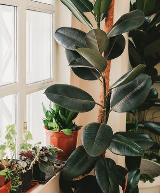 A rubber plant in front of a windowsill with smaller plants