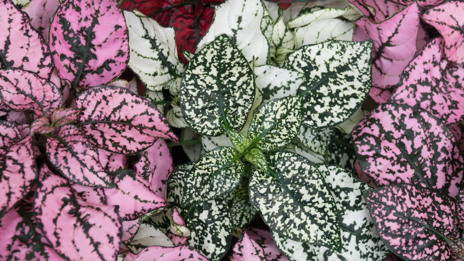 How to propagate polka dot plants expert tips for cuttings