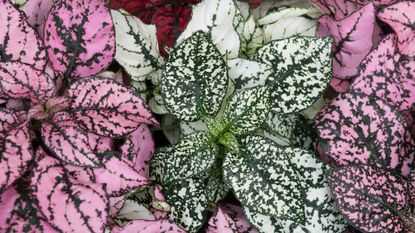 Colourful polka dot plant leaves