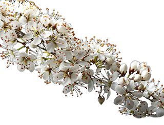 guide to flowering trees