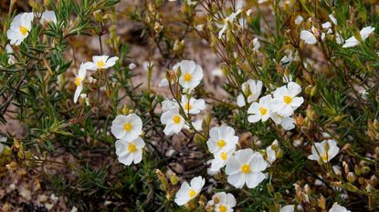 White rock rose or Cistus flowers in drought tolerant garden