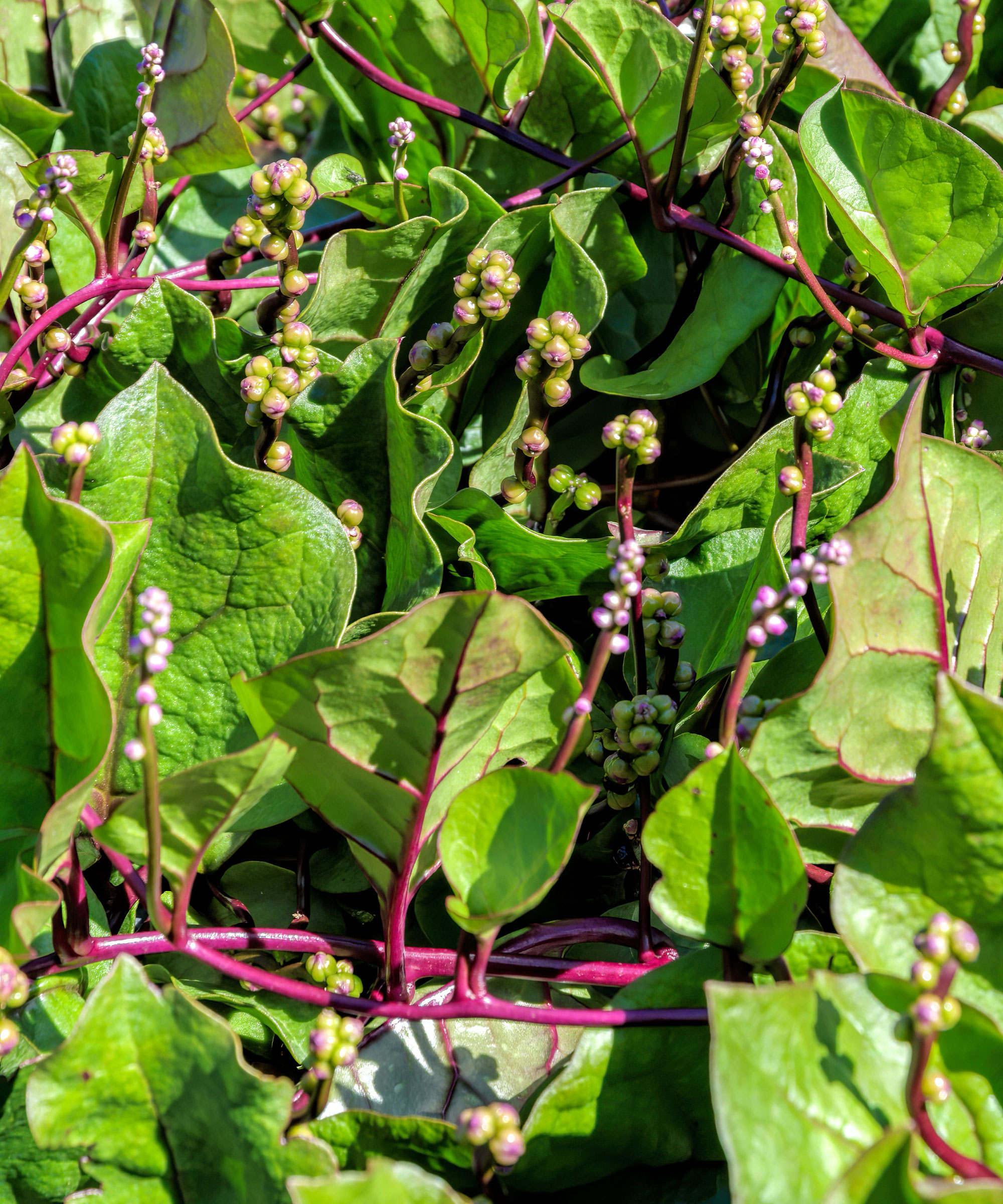 malabar spinach with purple stems and small colorful pods