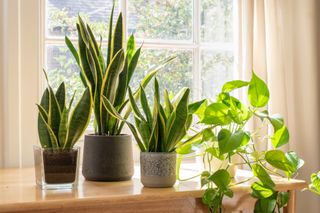 Three snake plants and devil's ivy in the window