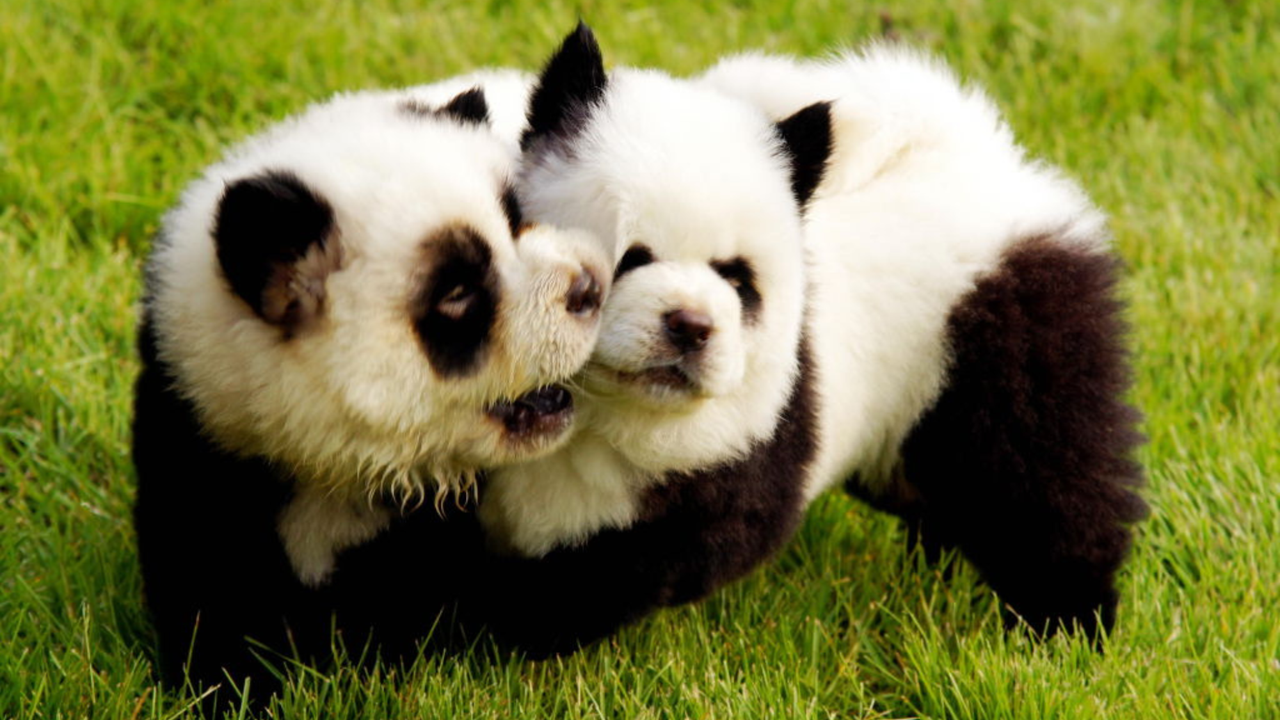 Two dogs dyed black and white to look like pandas playing on the grass