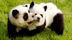 Two dogs dyed black and white to look like pandas playing on the grass