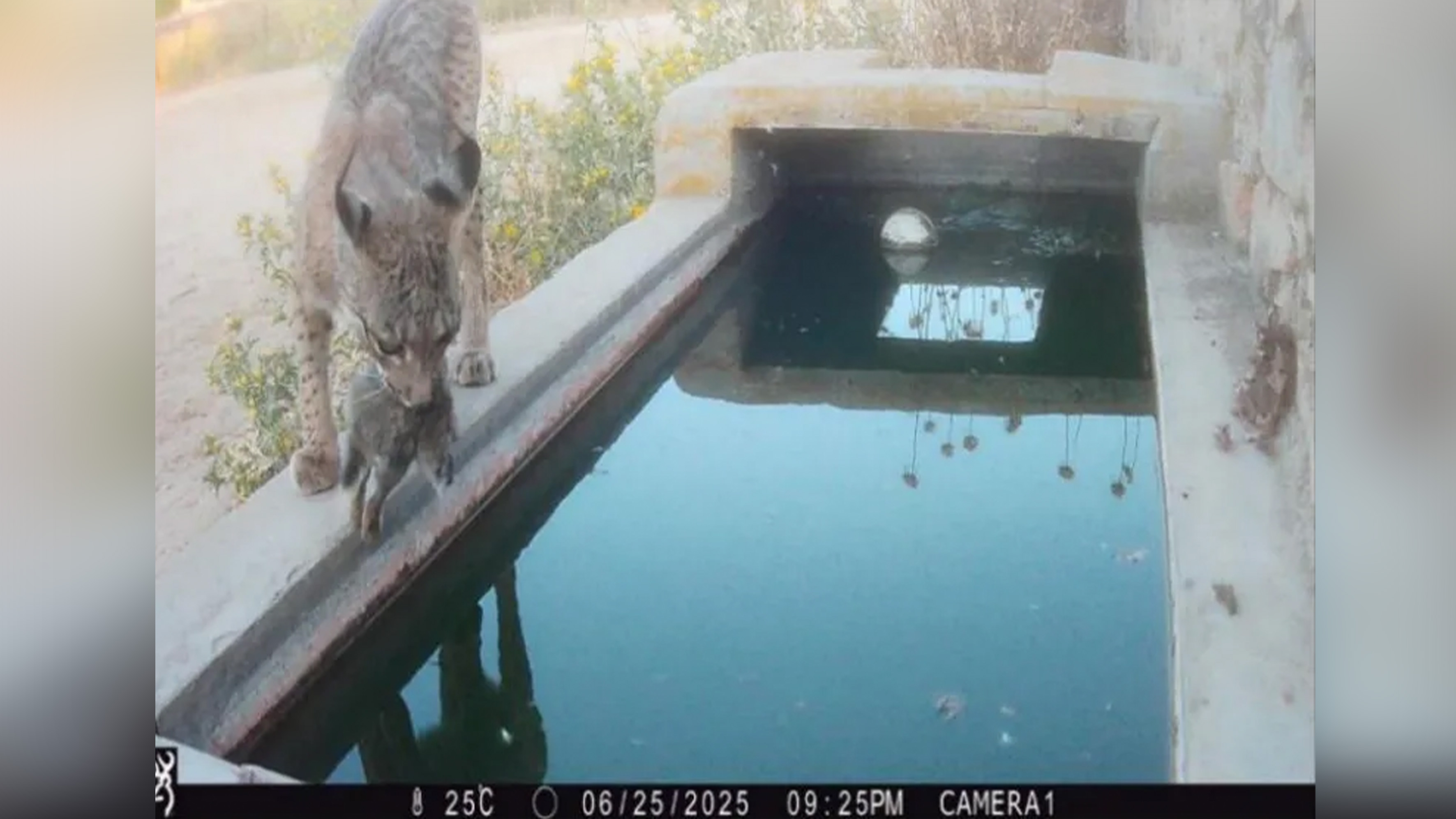a lynx bathing a dead rabbit in water.