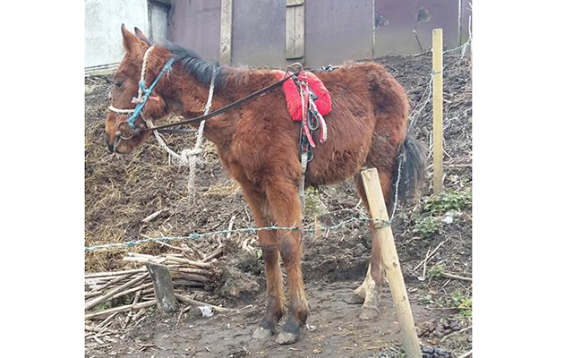 foal-bit2.jpg