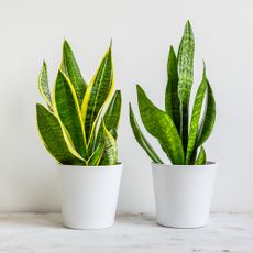 two snake plants against a white background 