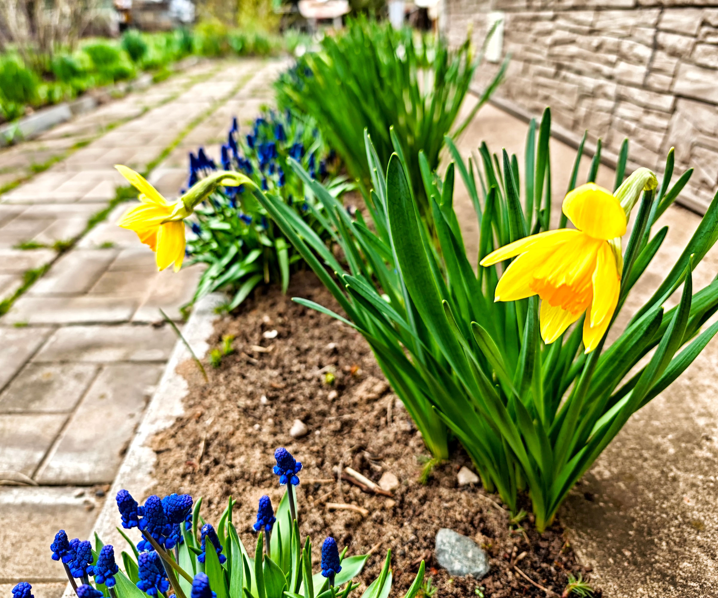 grape hyacinths and daffodils in garden border