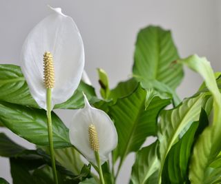 peace lily houseplant in bloom