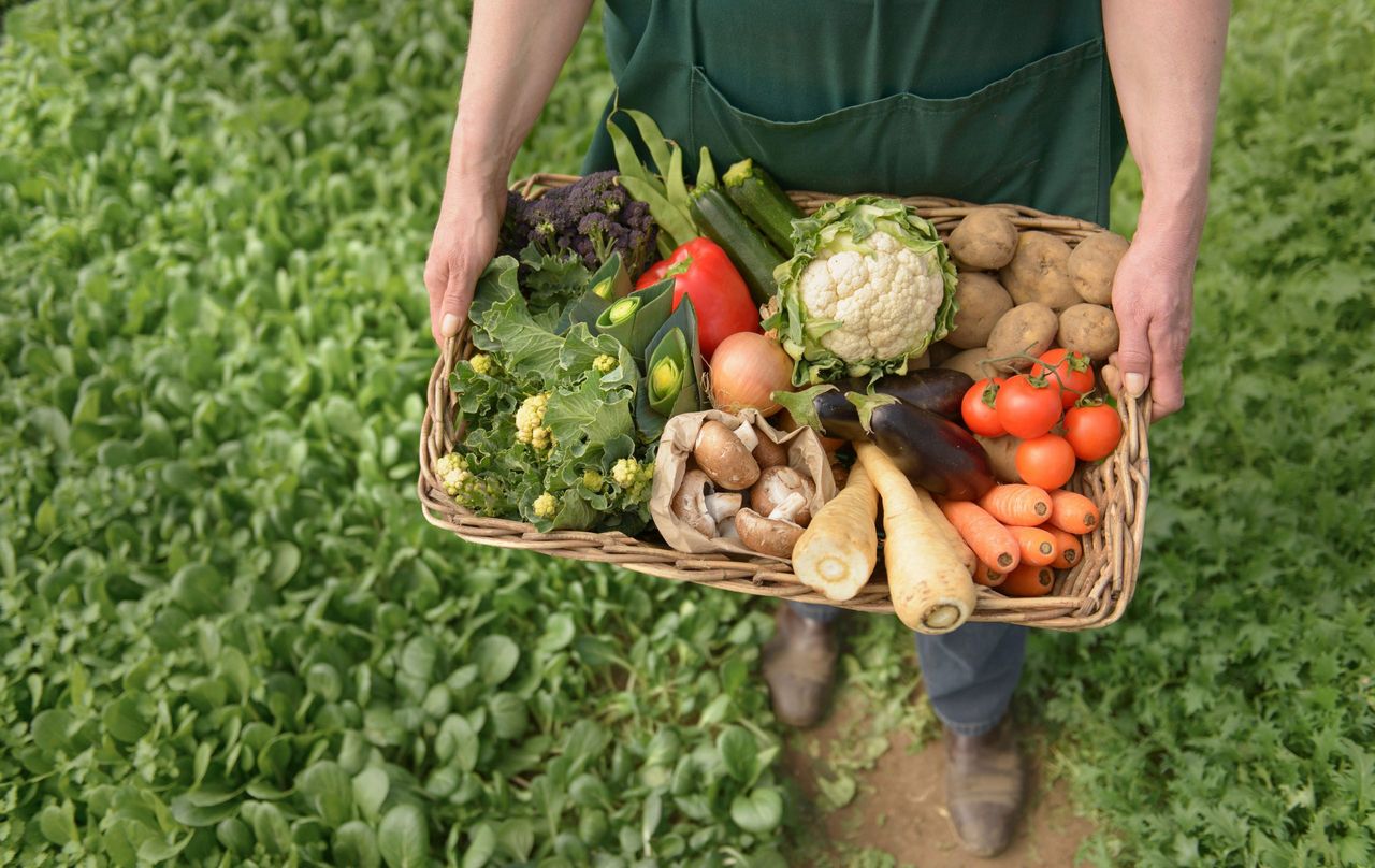 what is organic food, what does organic food mean, organic food