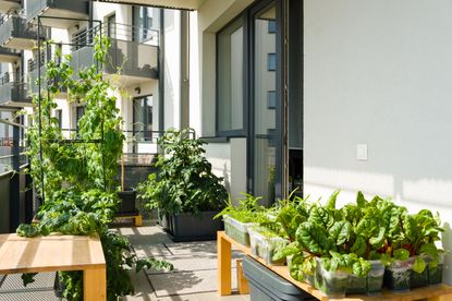 A balcony with a small vegetable garden