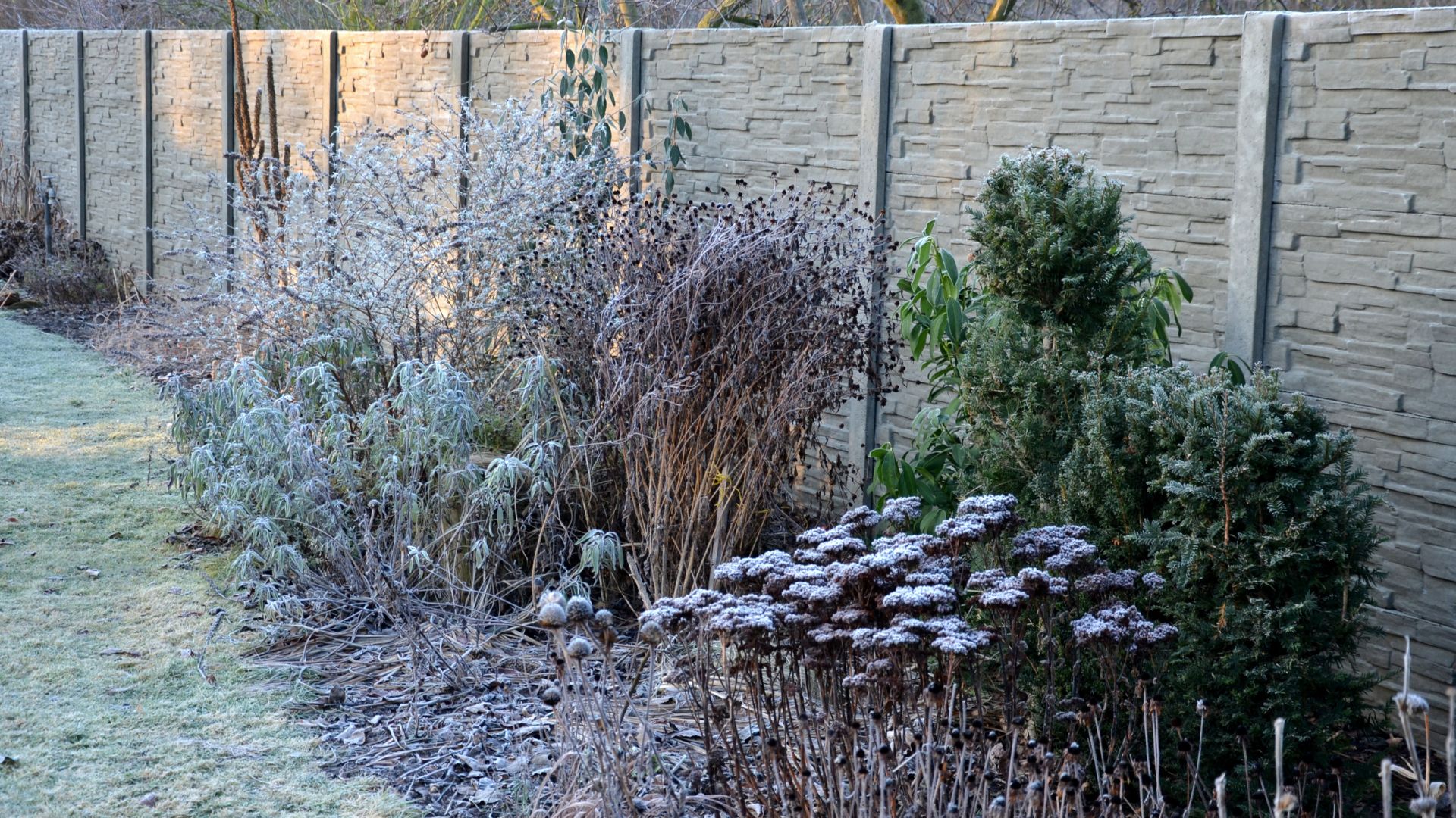 picture of winter garden border with frost