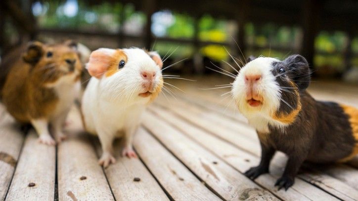 guinea pig breeds