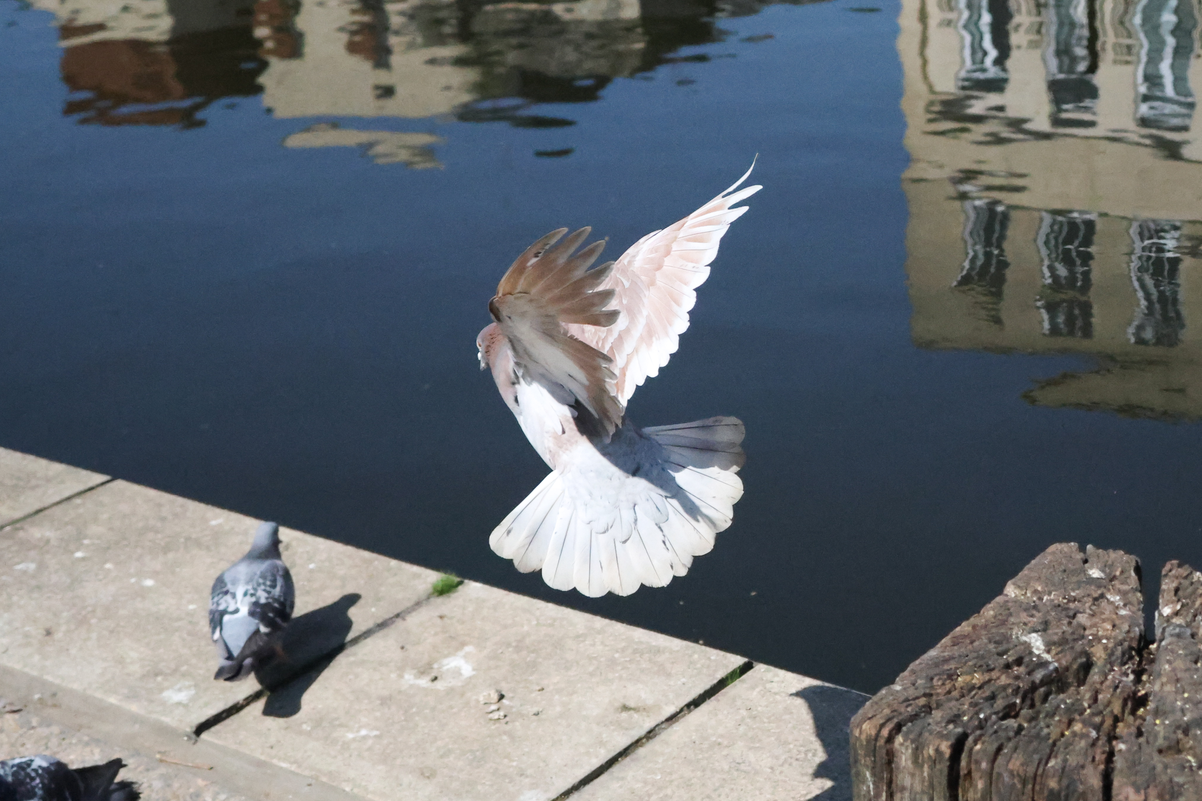 A photo taken on a Canon PowerShot V1 compact vlogging camera