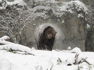 seattle snow storm, zoo snow day, zoo animals snow seattle, animal snow pictures, zoo snow pictures, woodland park zoo, seattle snow, northwest snow, grizzly bears, zoo animals