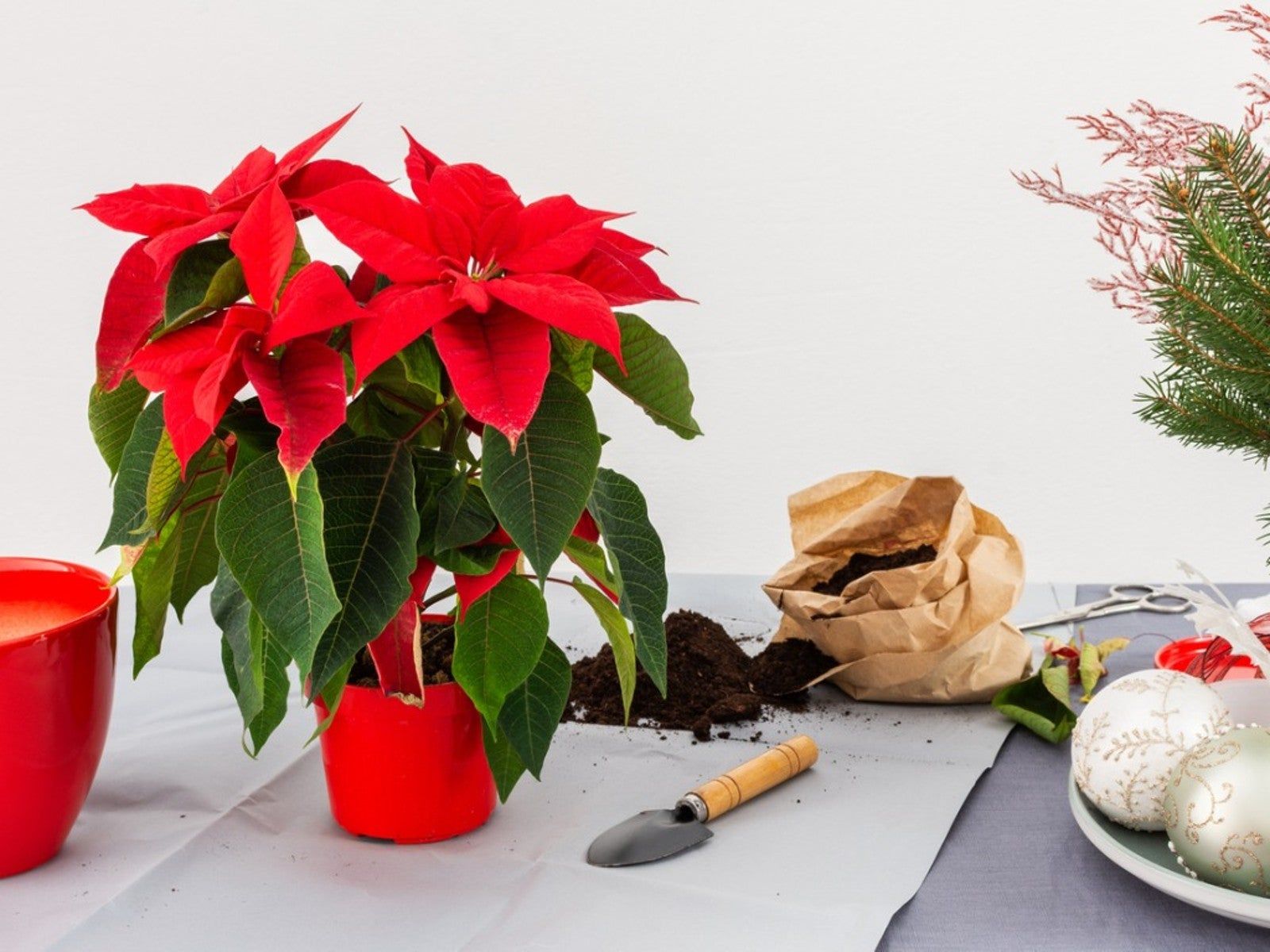 How To Revive A Poinsettia From Last Year Gardening Know How