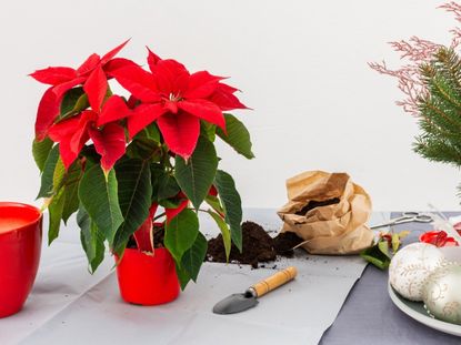 A potted poinsettia sits on a table next to a trowel and a small bag of soil