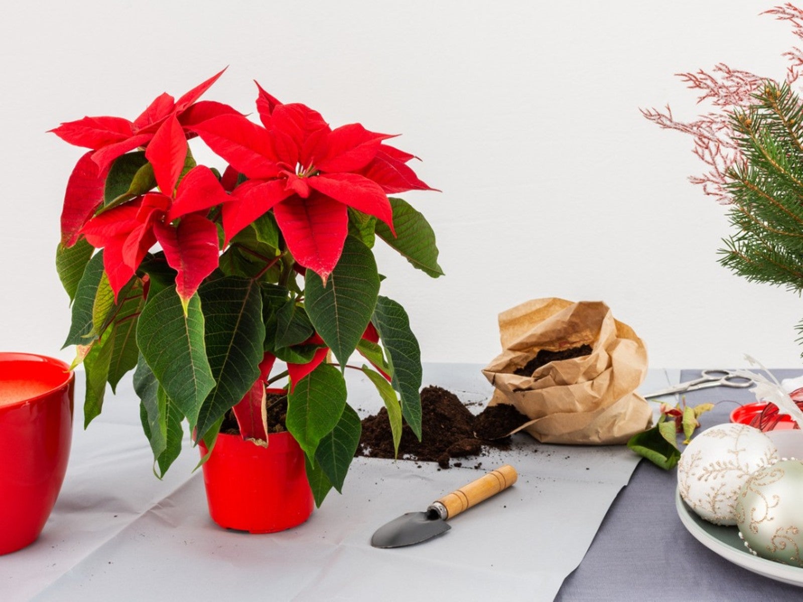 How To Revive A Poinsettia From Last Year Gardening Know How   YYGJxQioCDSmf8LfJDv6ZA 