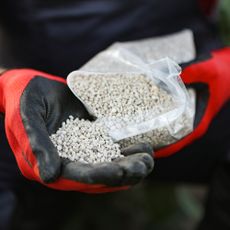 Gardener pours granular fertilizer into his gloved hand