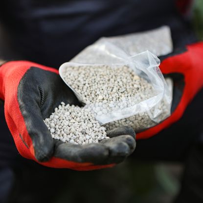 Gardener pours granular fertilizer into his gloved hand