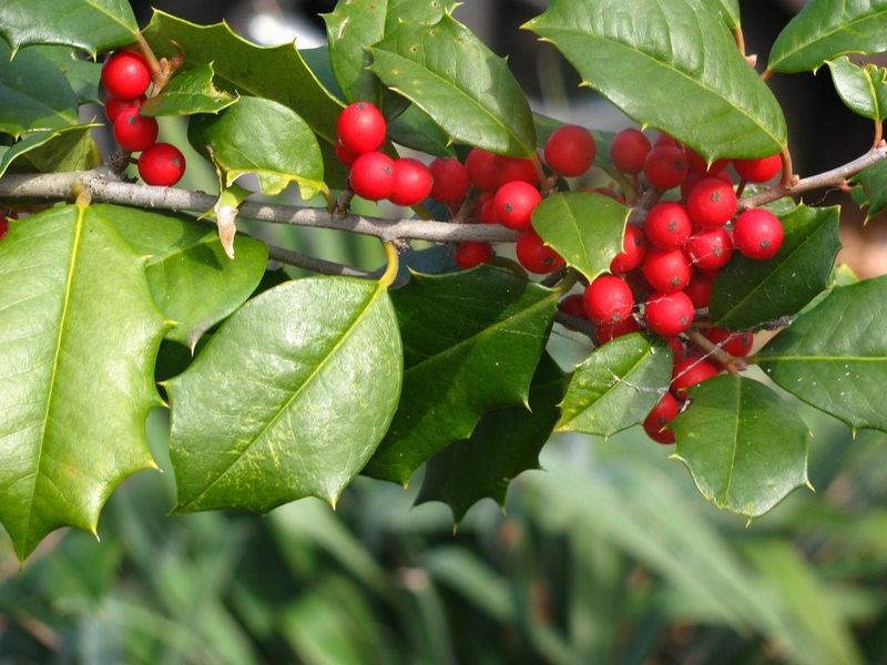 Tips & Information about Holly Bushes | Gardening Know How