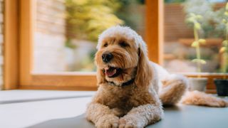 Goldendoodle laying down on the floor