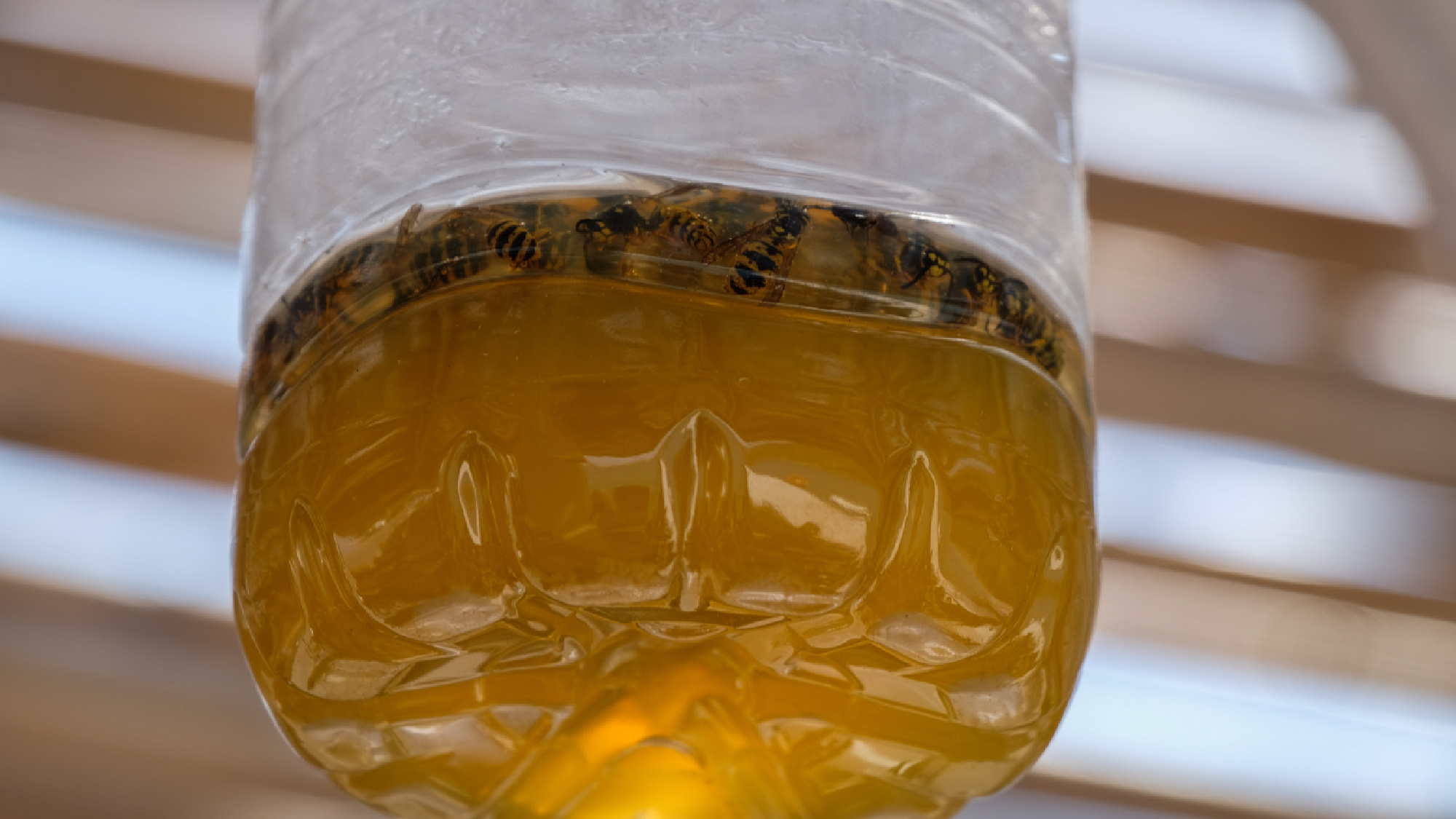 Wasp trap hanging up with dead wasps inside 