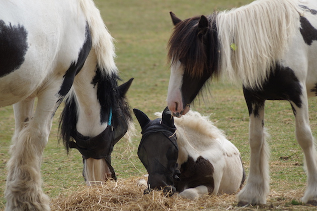 redwingshorsesanctuary_44132711521.jpg