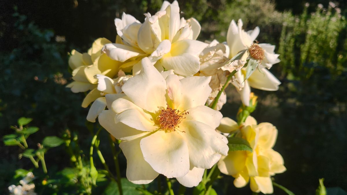 A bunch of yellow roses growing off a bush.