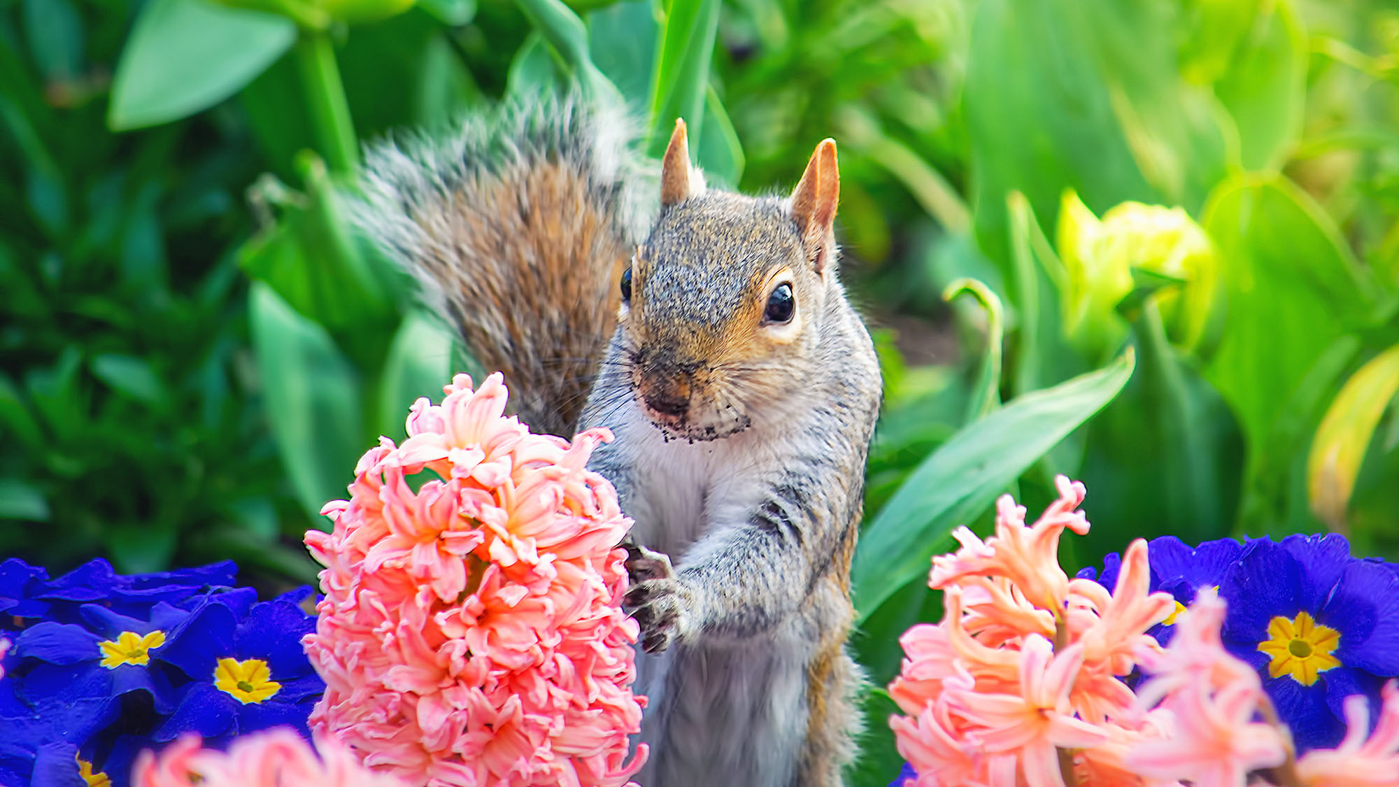 Squirrel hiding between the spring flowers hyacinth, primrose, and tulips.