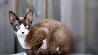 close up of a Devon rex cat in a crouched position