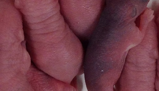what the heck image showing newborn mice in a lab.