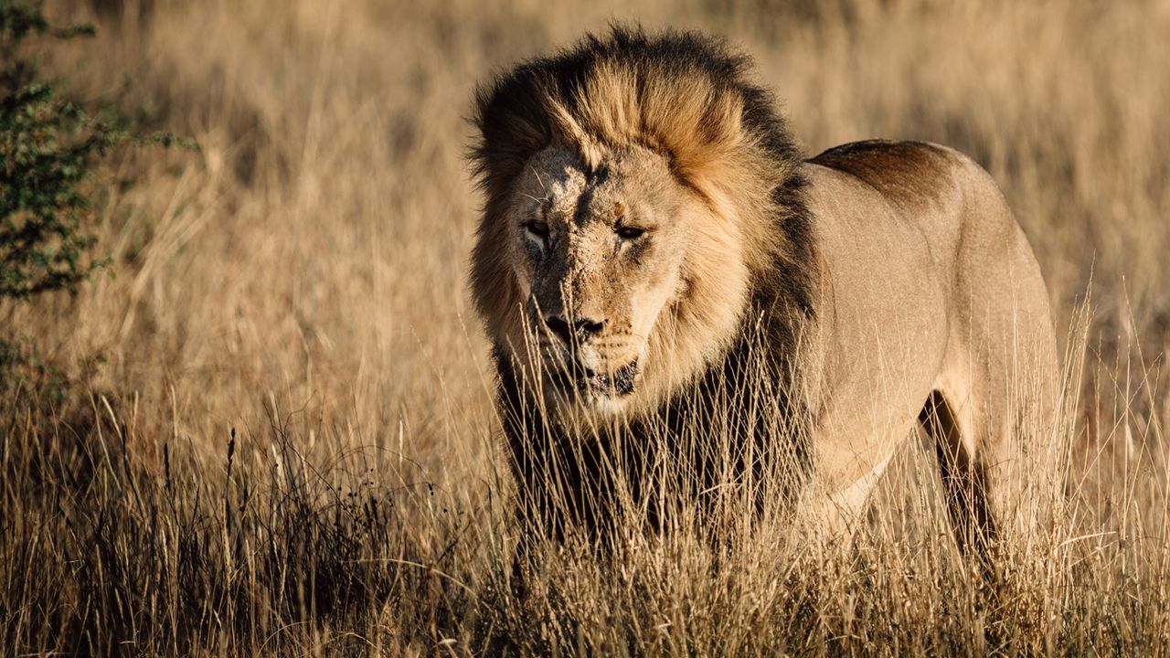 Black-maned Kalahari lion