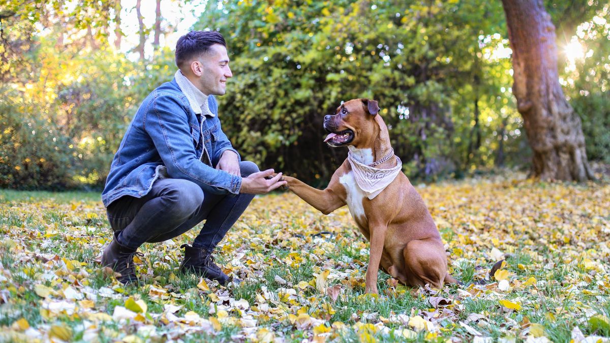 Man training dog in park