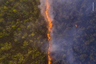 Wildlife Photographer of the Year: People's Choice Award 2020