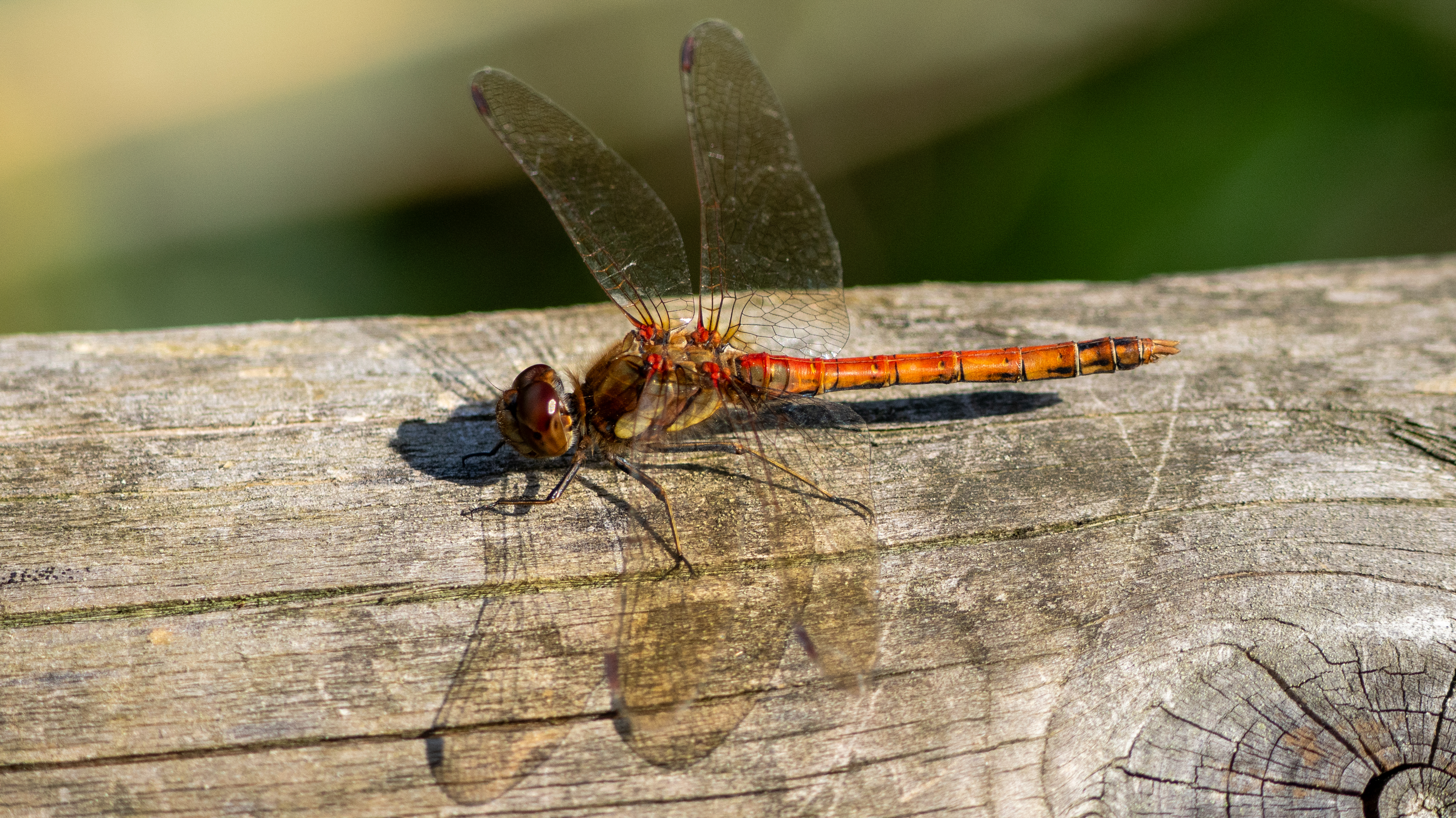 dragonfly on a fence