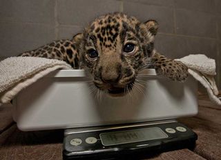 jaguar cub images, baby jaguars, baby zoo animals, baby animal pictures, San Diego Zoo animals, endangered species, animals
