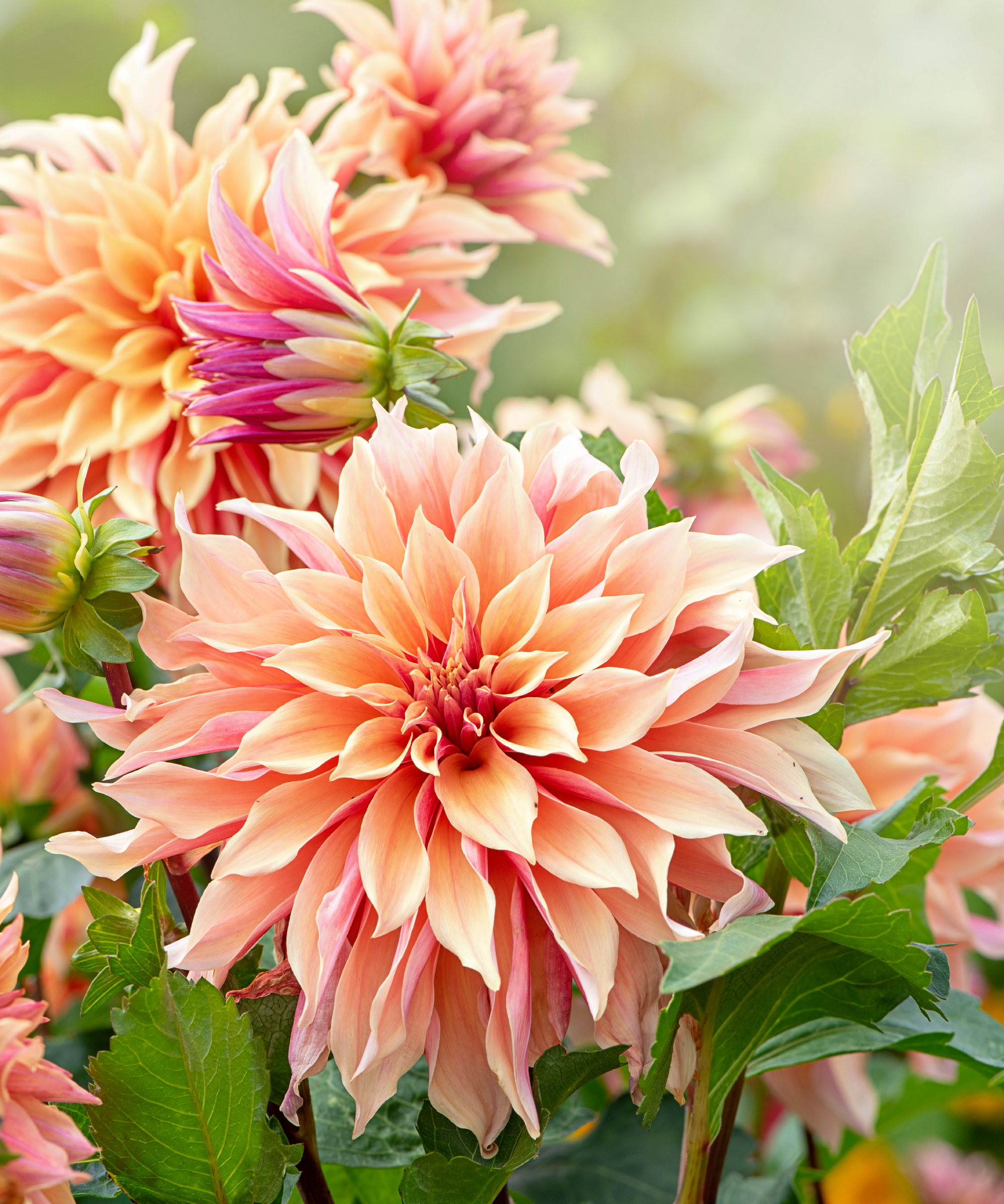 apricot dahlia flowers in a summer garden