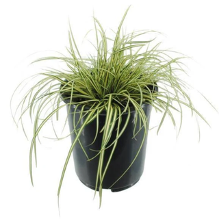 Sedge grass in black pot