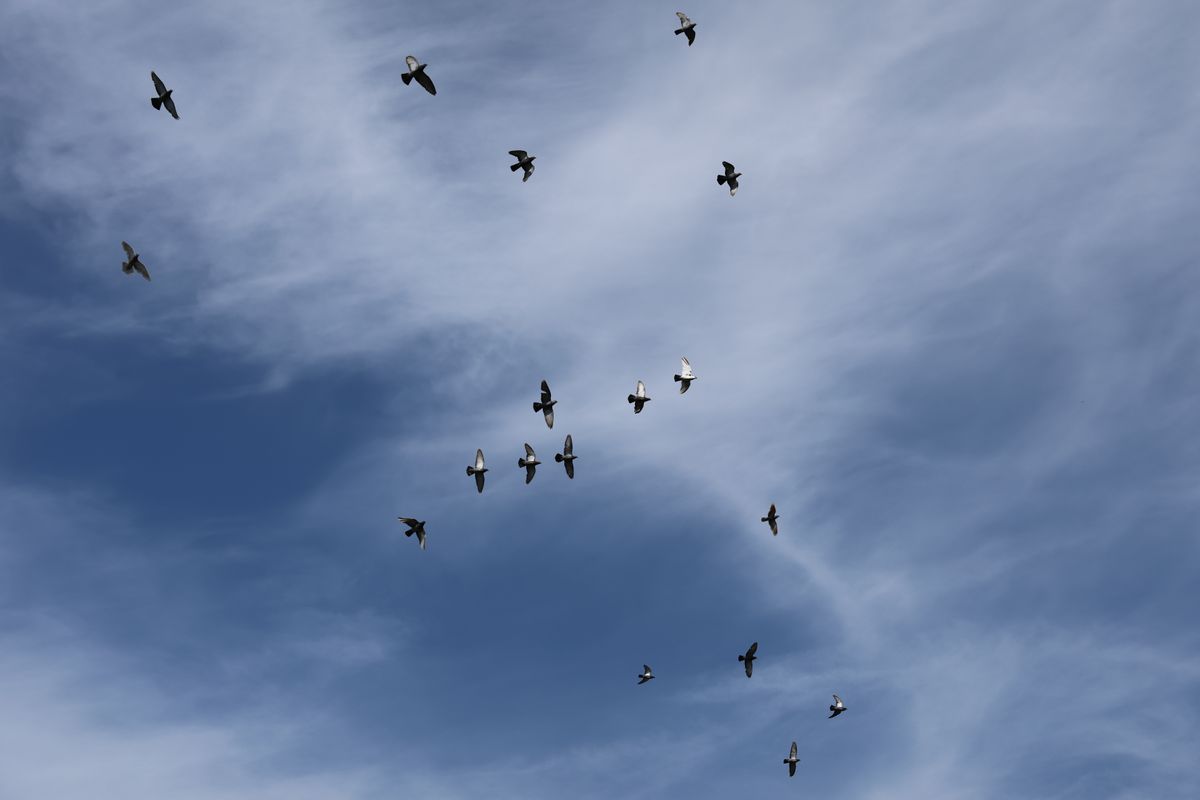 A photo of pigeons in flight taken on a Canon EOS R6 Mark III
