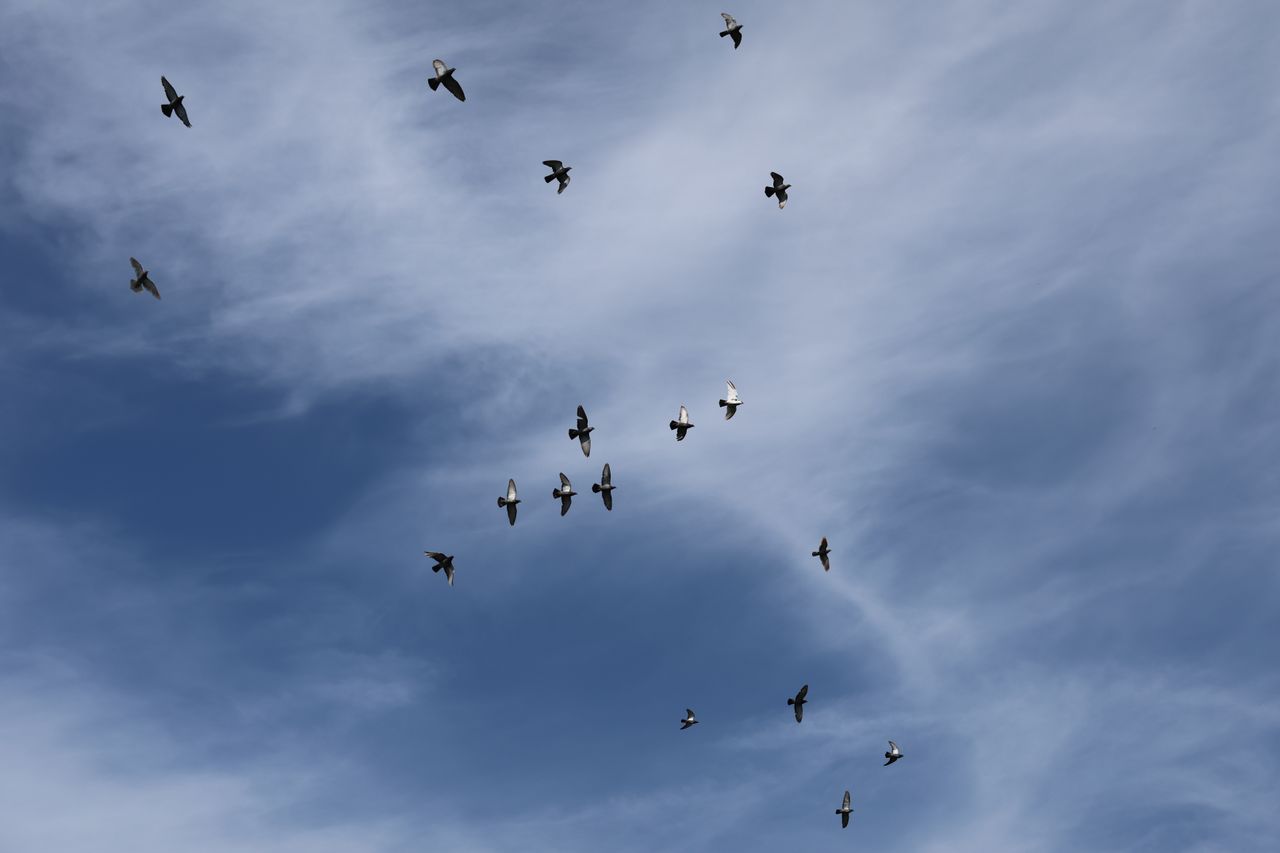 A photo of pigeons in flight taken on a Canon EOS R6 Mark III